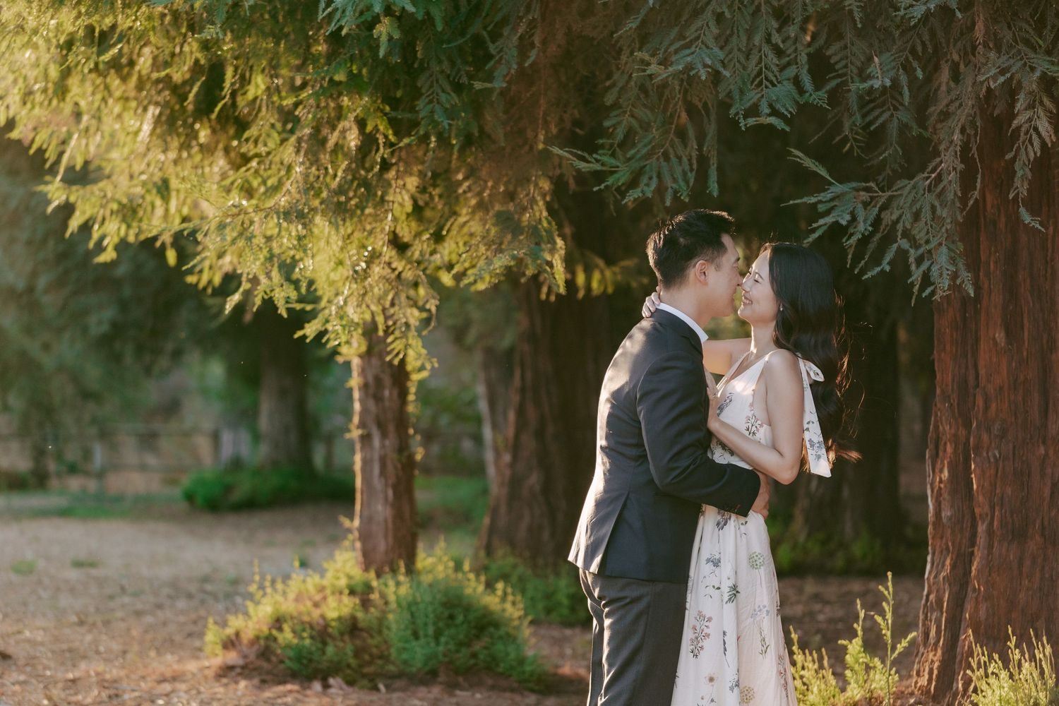 Kiss in golden light under the redwoods